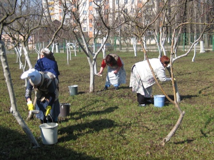 побілка дерев