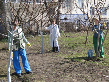 побілка дерев