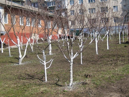 побілка дерев